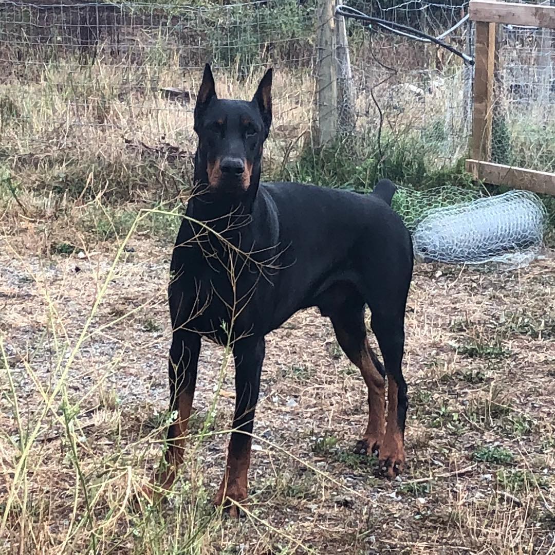 European Doberman Growth Chart